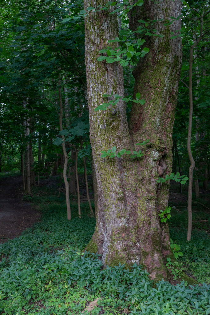 Alm • Ulmus Glabra (Foto©Daniel Pedersen)