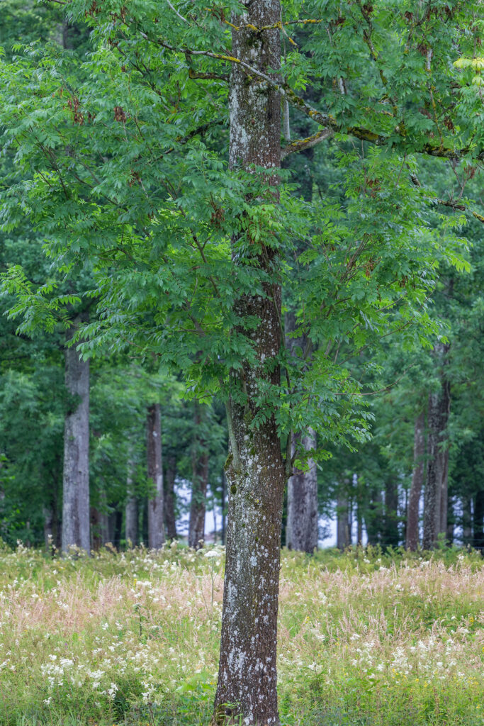 Ask • Fraxinus Excelsior (Foto©Daniel Pedersen)