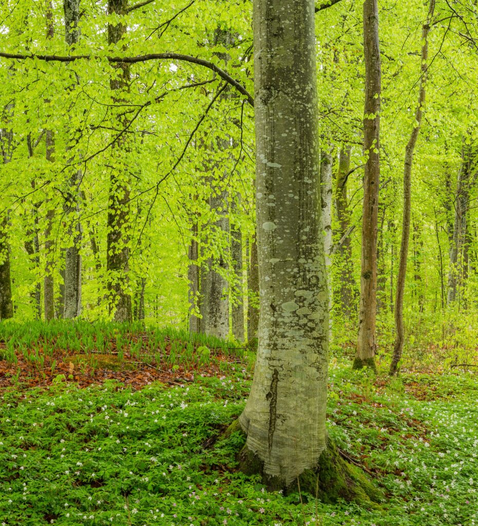 Bøk • Fagus sylvatica (Foto©Daniel Pedersen)

