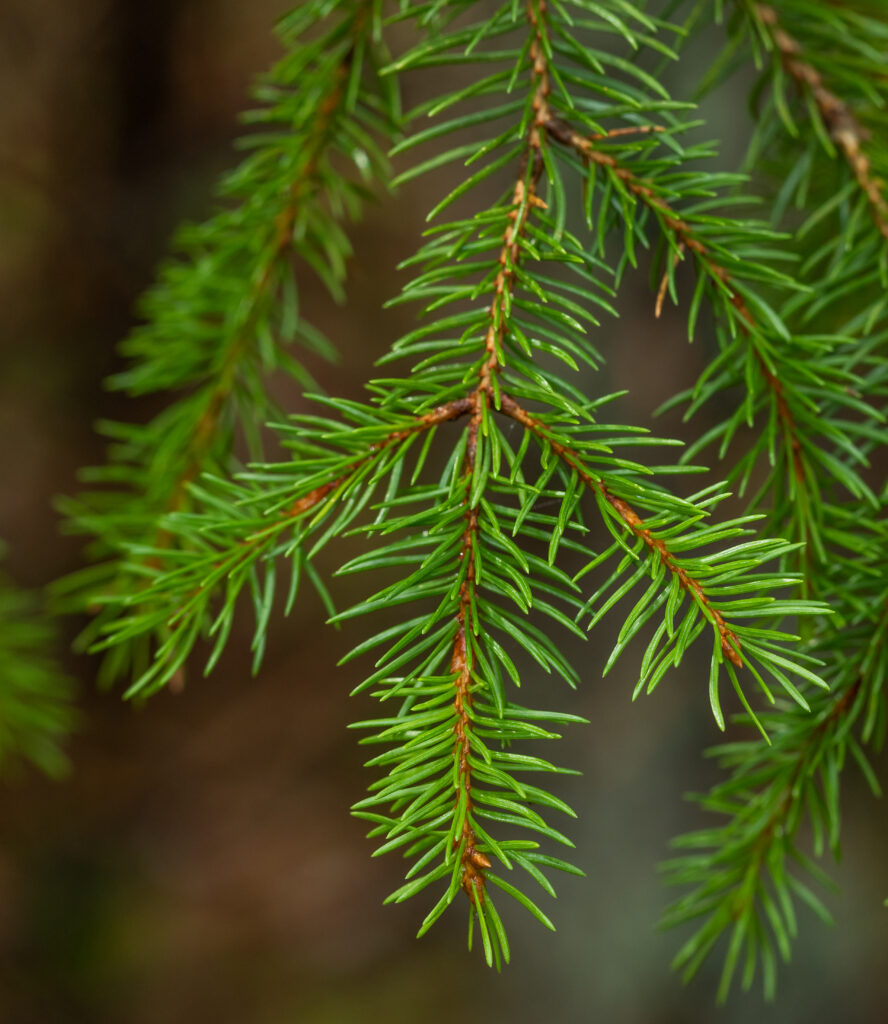 Gran • Picea abies (Foto©Daniel Pedersen)
