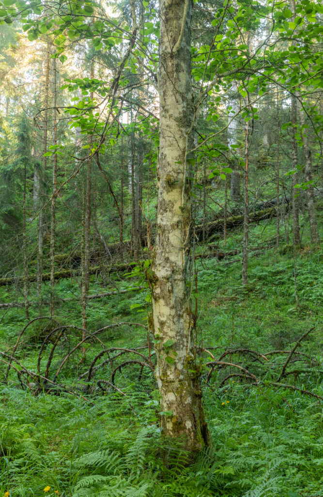 Gråor • Alnus incana (Foto©Daniel Pedersen)