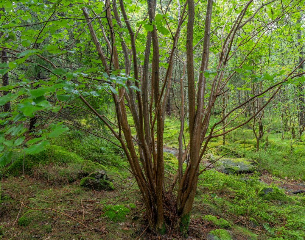 Hassel • Corylus avellana (Foto©Daniel Pedersen)