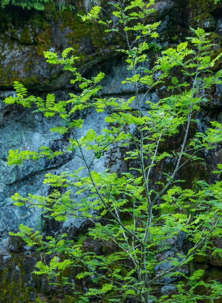 Rogn • Sorbus aucuparia (Foto©Daniel Pedersen)