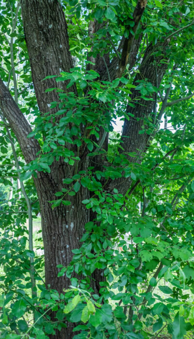 Selje (Salix caprea)