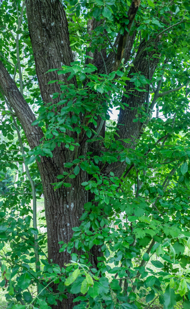 Selje (Salix caprea)