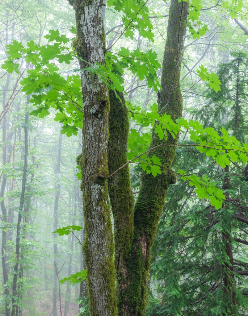 Spisslønn • Acer platanoides (Foto©Daniel Pedersen)